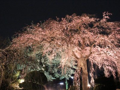 しだれ桜