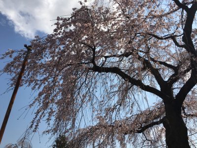 平成２８年　しだれ桜開花状況