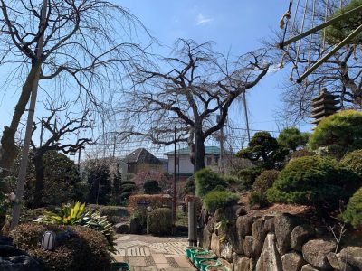 平成31年　しだれ桜開花状況