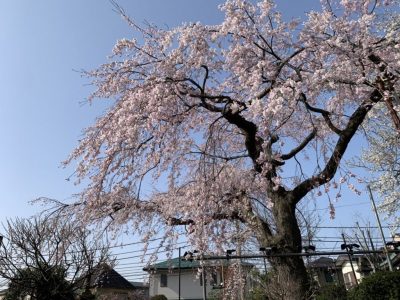 【2022年】しだれ桜開花状況　ライトアップもはじまっています