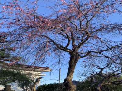 【2024年】03.29　しだれ桜開花状況　