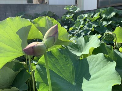 幻の花「双頭蓮（そうとうれん）」が当山に出現！まもなく開花へ