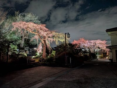 【2026年】03.24　しだれ桜開花状況　